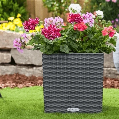 10 pcs Planting seeds OG2374