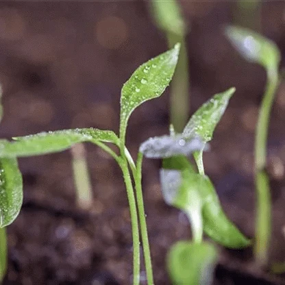 10 pcs Planting seeds OG2374