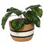 Natural baskets with Handle