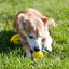 Rubber Feeder Pet Ball